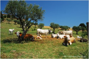 Foto di Salvatore Purificato.
