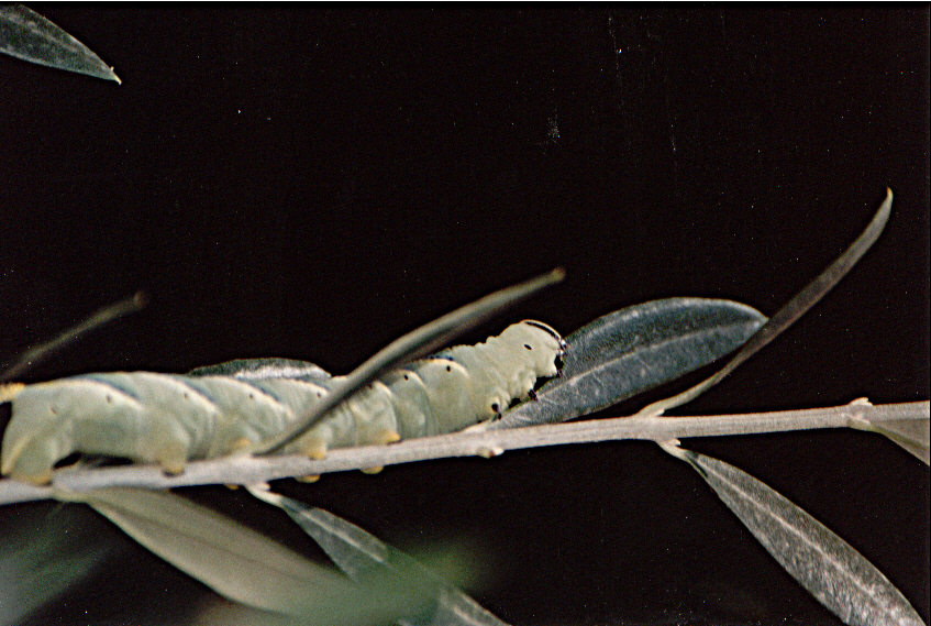 bruco1 Acherontia a.