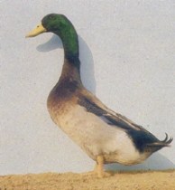 2009-06-15 13.24.13-1