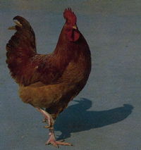 2009-06-15 13.24.19-1