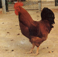 2009-06-15 13.24.21-3