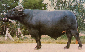 2009-06-15 13.24.56-1