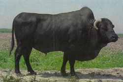 2009-06-15 13.25.03-8