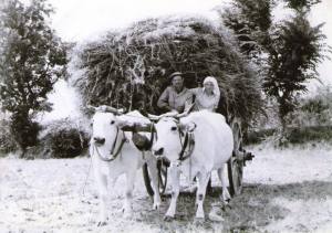 Buoi pietrelcina - Copia