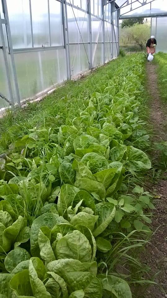 11011903_801865053225063_5973692970970229055_n