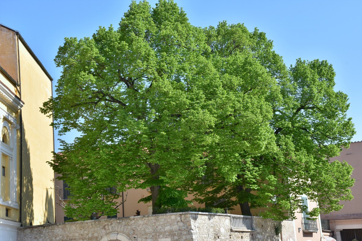 ALBERI STORICI x.jpg 2